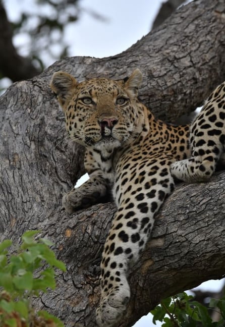 Leopard_in_tree_2_botswana_safari_josh_photos